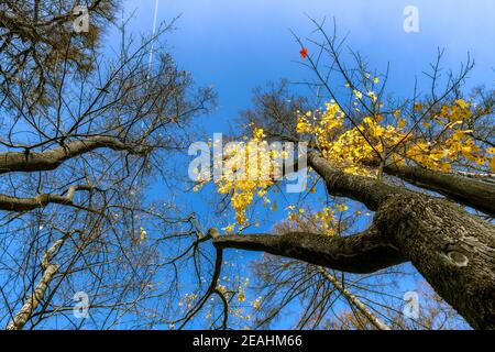 Maple branches with yellow and orange leaves hanging beautifully in sunny autumn weather Stock Photo