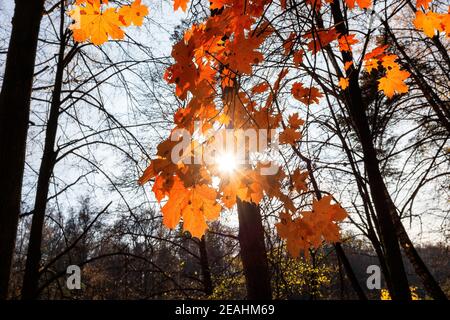 Orange autumn maple leaves on branch in sunny autumn day. Stock Photo