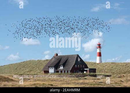 Flock of birds flying over a thatched house next to List East light house on sylt island Stock Photo