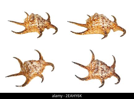 Set of Sea shell isolated on a white background. Beautiful seashell Stock Photo