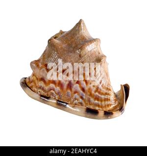 Sea shell isolated on a white background. Beautiful seashell Stock Photo