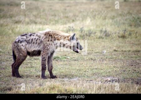 Hyena in the Serengeti park in Tanzania Stock Photo