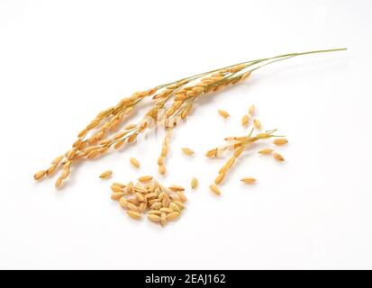 Ears of rice on a white background Stock Photo