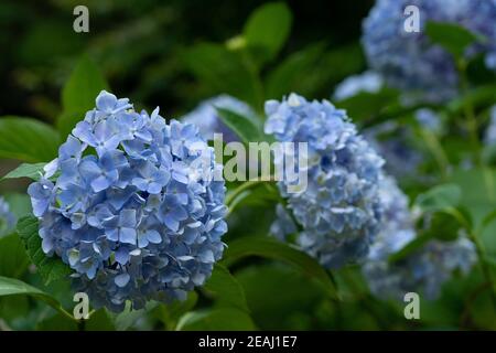 Japanese blue hydrangea close up Stock Photo