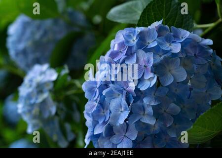 Japanese blue hydrangea close up Stock Photo