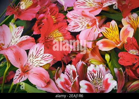 Bouquet of orchids is beautiful, fresh, bright red and yellow. Flower background. Stock Photo