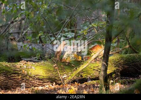 Broken old oak tree in sunset light Stock Photo