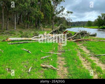 A tree fallen across a dirt road Stock Photo