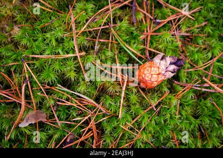 Red pine cone on green moss in a pine forest close up, top view Stock Photo