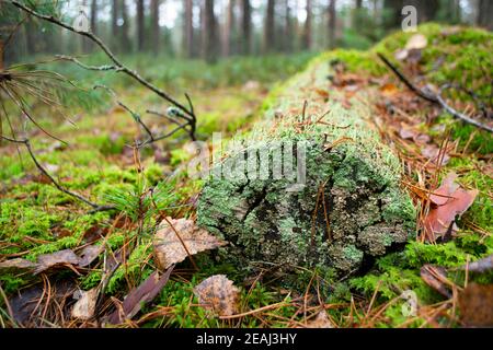 Wild forest fallen tree in the forest. The log is covered with blue green moss. Stock Photo