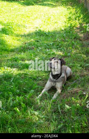 A large, fluffy cur dog lies on the grass. A good guard for people. Favorite pet. Stock Photo