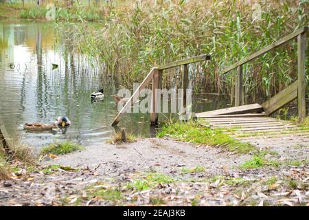 A flock of ducks swims in a pond on a farm Stock Photo