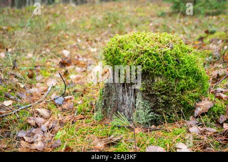 old rotten tree stump covered with green moss hat Stock Photo