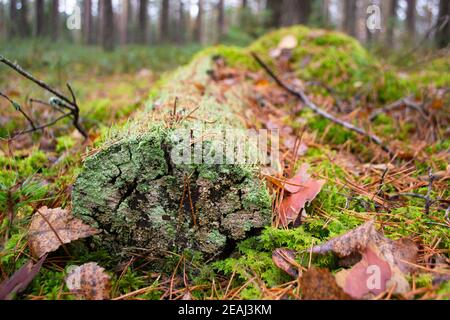 Moss on a dead log tree in wild forest. Moss ecosystem in natural habitat in forest. Stock Photo