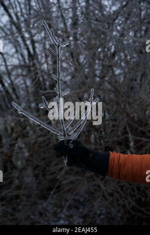 A hand with gloves and an orange jacket holding a frozen branch Stock Photo