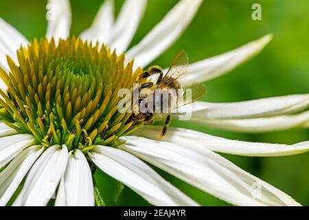 Honeybee collecting nectar on a echinacea flower blossom Stock Photo
