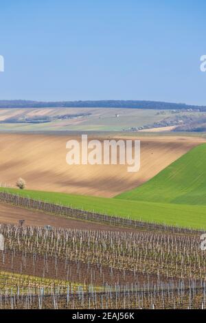 spring vineyard near Velke Bilovice, Southern Moravia Stock Photo