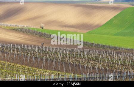 spring vineyard near Velke Bilovice, Southern Moravia Stock Photo