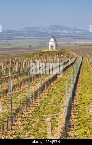 spring vineyard near Velke Bilovice, Southern Moravia Stock Photo