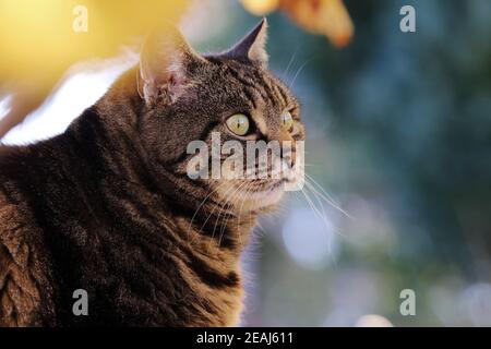 The face of a pretty curious cat under autumn leaves in the garden Stock Photo