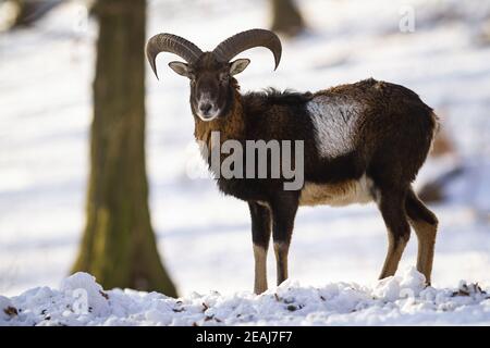 Mouflon ram standing in forest in wintertime nature. Stock Photo