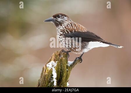 Spotted nutcracker resting on bough in winter nature Stock Photo