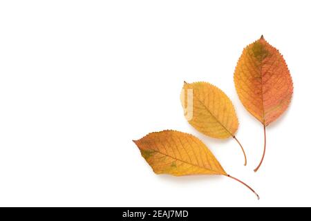 three yellowed cherry leaves isolated on a white background Stock Photo