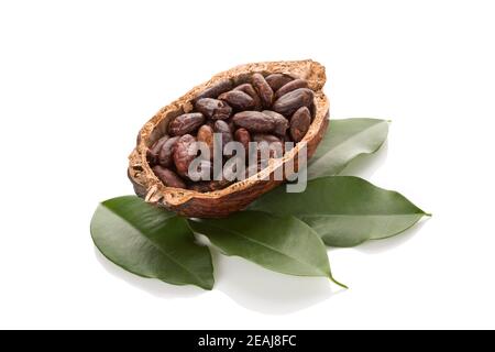 Cocoa beans isolated on white background. Stock Photo