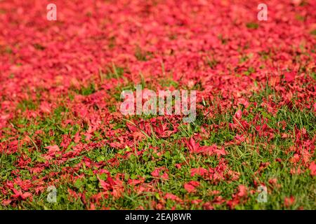 Red maple leaves on green meadow Stock Photo