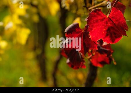 Red grape leaf in back lit of autumn sun Stock Photo