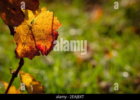 Yellow red coloured autumn grape leaf in back lit Stock Photo