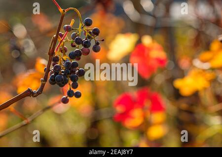 Red grapes in back lit in autumn colours Stock Photo