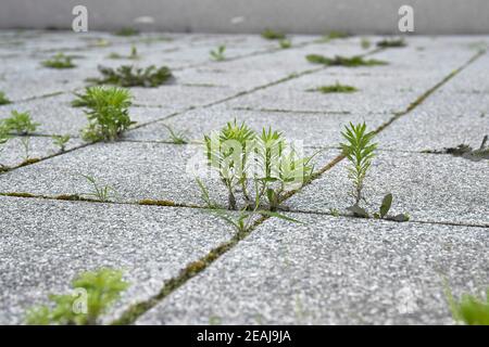 Weed growing in a deserted urban area Stock Photo