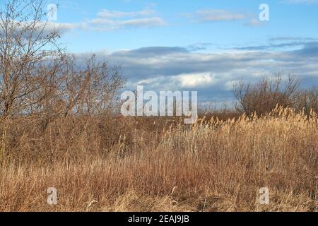 Dry autumn meadow and bushland Stock Photo