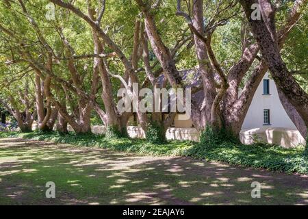 Somerset West, South Africa - January 30. 2020 : The Vergelegen Wine Estate is located at Somerset West in South Africa. A bistro and restaurant are a Stock Photo