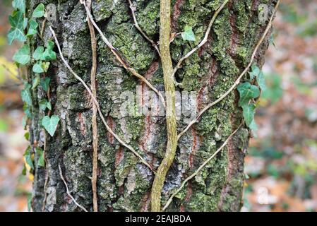 Ivy on a tree Stock Photo
