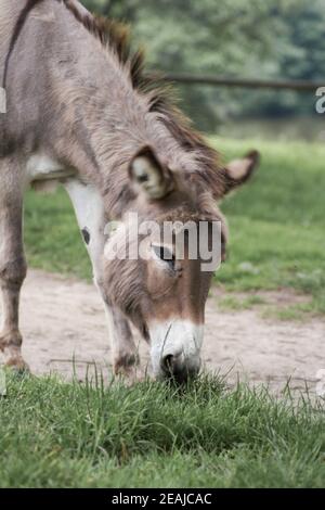 A donkey grazing in a meadow (Equus asinus asinus Stock Photo - Alamy