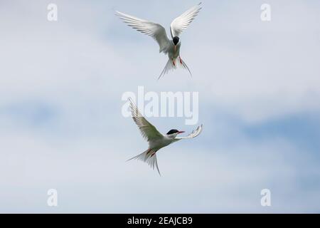 Arctic terns (Sterna paradisaea) in display flight, Farne Islands, Northumberland, UK Stock Photo