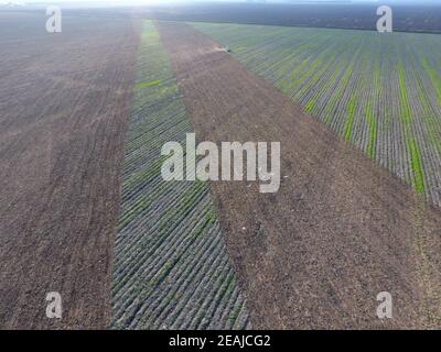 Top view of the tractor that plows the field. disking the soil. Soil cultivation after harvest. Seagulls flying over the tractor in search of worms Stock Photo