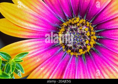 Closeup of the flower Cape Rain Daisy Stock Photo