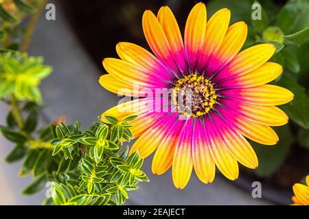 Closeup of the flower Cape Rain Daisy Stock Photo