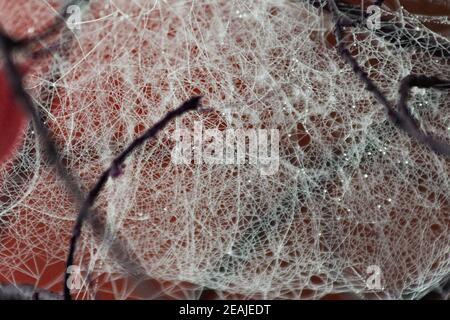 Raindrops hung on the web. Stock Photo