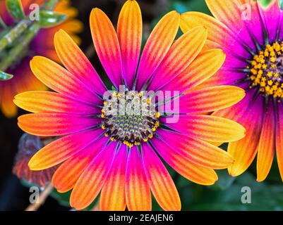 Closeup of the flower Cape Rain Daisy Stock Photo