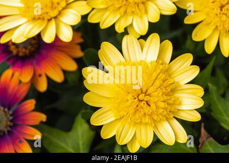 Closeup of the flower Cape Rain Daisy Stock Photo