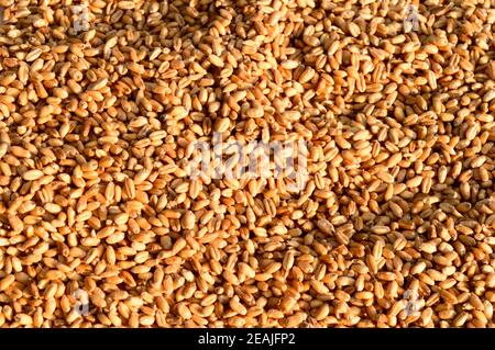 Seamless wheat grain texture pattern in morning sunlight. Natural dry raw organic food grain. Top view background. Dried breakfast cereal Macro shot. Closeup. Agriculture harvest concept. Stock Photo