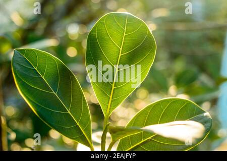 Green leaf absorbs morning sunlight. Leaves of a plant close-up with back-lit morning ray of light. Beauty in Nature background. Photosynthesis chlorophyll Botany Biology Concept.