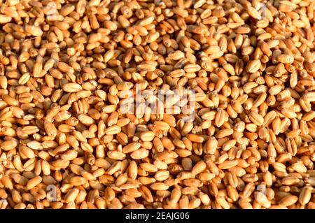 Seamless wheat grain texture pattern in morning sunlight. Natural dry raw organic food grain. Top view background. Dried breakfast cereal Macro shot. Closeup. Agriculture harvest concept. Stock Photo