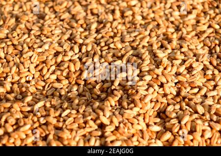 Seamless wheat grain texture pattern in morning sunlight. Natural dry raw organic food grain. Top view background. Dried breakfast cereal Macro shot. Closeup. Agriculture harvest concept. Stock Photo