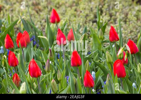 flowers in Keukenhof, the Netherlands Stock Photo