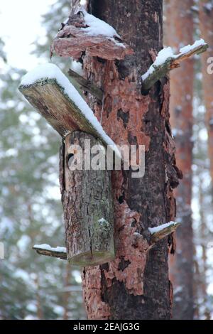 Birdhouse on crumpled pine tree in winter forest. Nestling box in wood Stock Photo